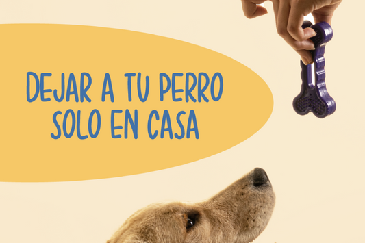 Tips para dejar a tu perro solo en casa